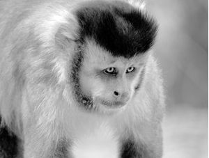MACACO PREGO OLHAR