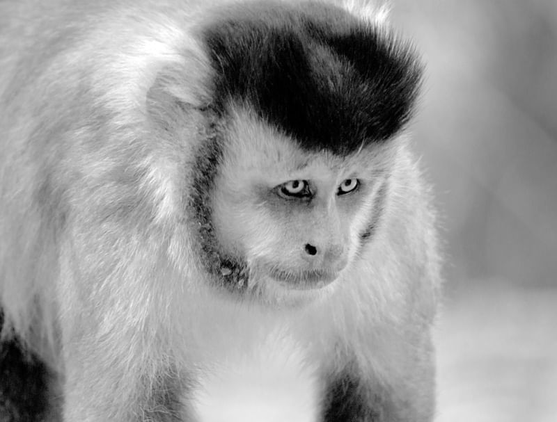 MACACO PREGO OLHAR