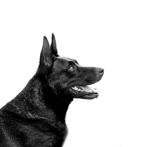 CACHORRO PRETO POÇOS