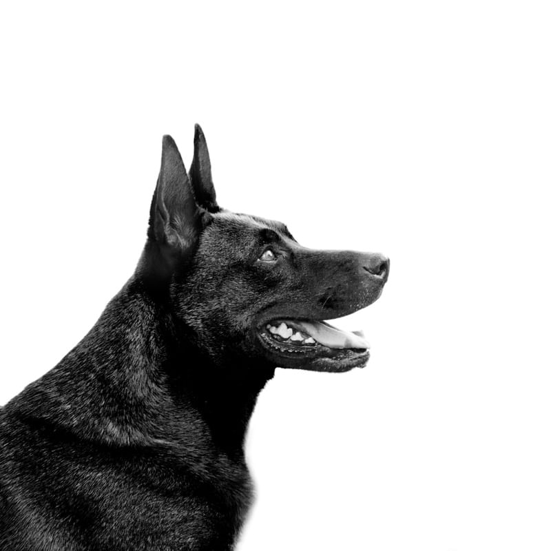 CACHORRO PRETO POÇOS
