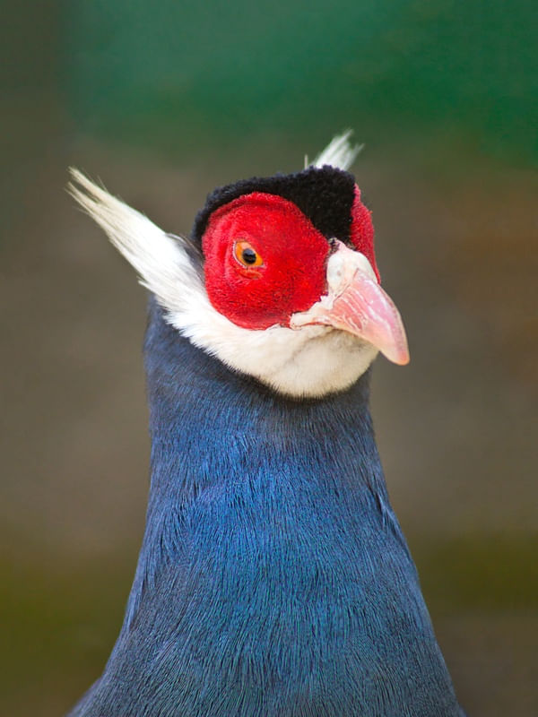 FAISÃO ORELHUDO AZUL