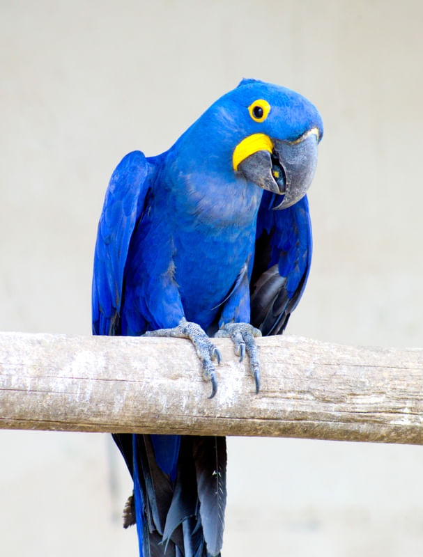 ARARA AZUL EM FUNDO CINZA
