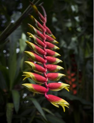 PLANTA LAGARTA