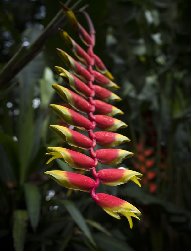PLANTA LAGARTA