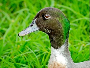 PATO REAL