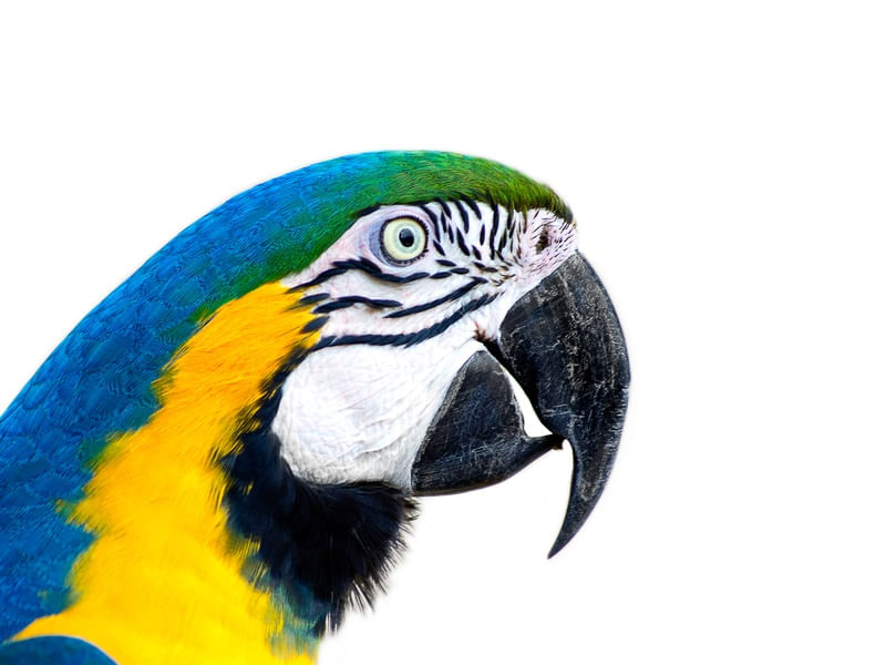 ARARA AZUL E AMARELA (CANINDÉ)