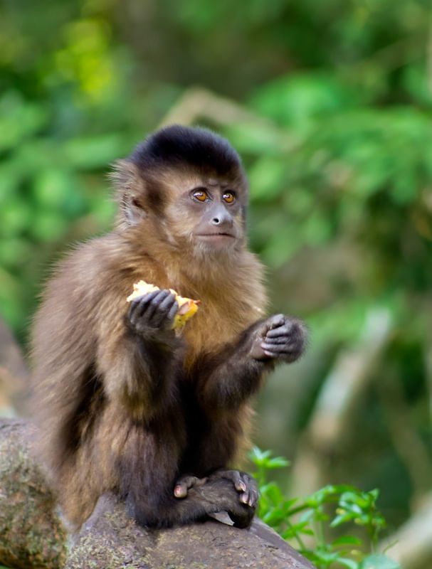 MACACO PREGO PAUSA NO ALMOÇO