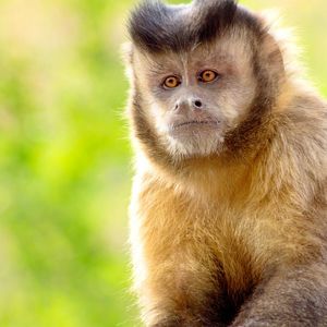 MACACO CLOSE