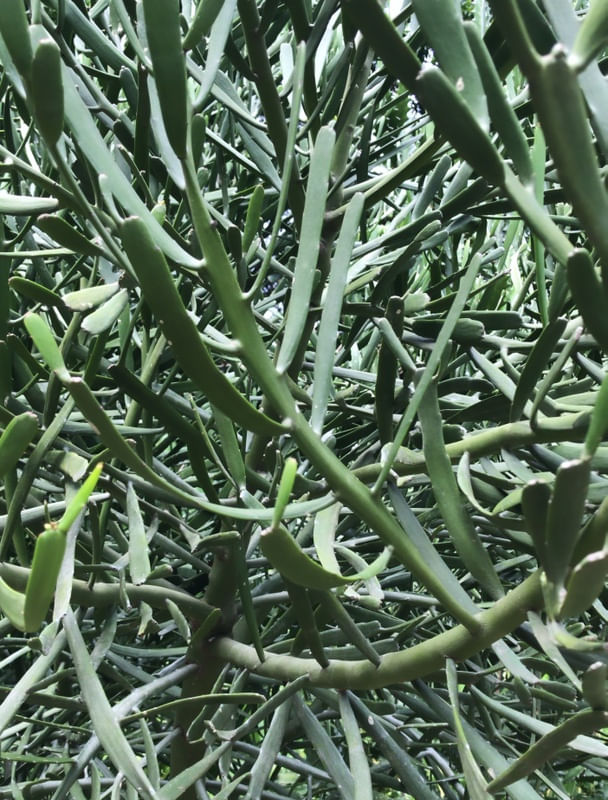 CACTOS ONZE