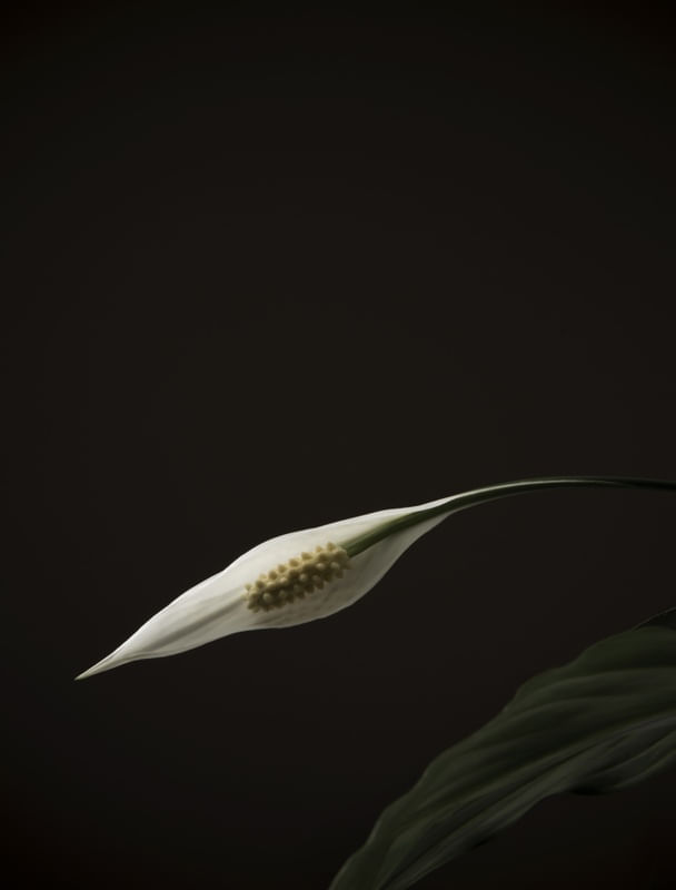 FLORES COLORIDAS 03