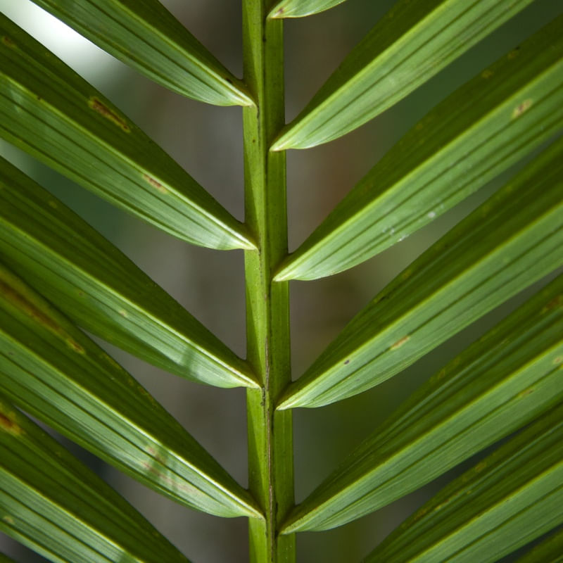 TROPICAL LEAF 2022 5