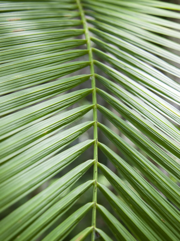 TROPICAL LEAF 2022 7