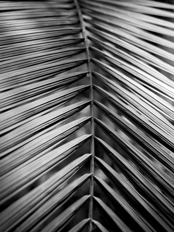 TROPICAL LEAF 2022 7 PB