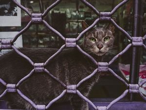 GATO ARGENTINO