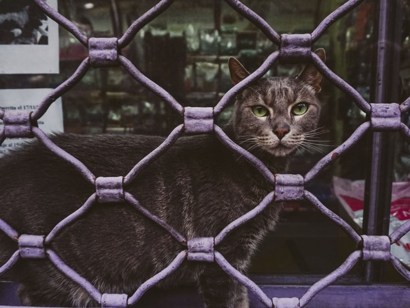 GATO ARGENTINO