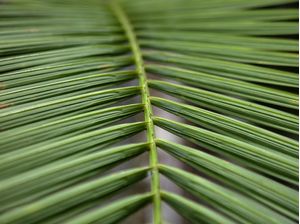 TROPICAL LEAF 2022 6