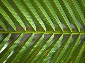 TROPICAL LEAF 2022 4