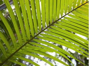 TROPICAL LEAF 2022 8