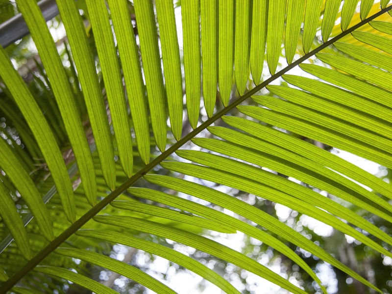 TROPICAL LEAF 2022 8