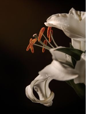 FLOR 04
