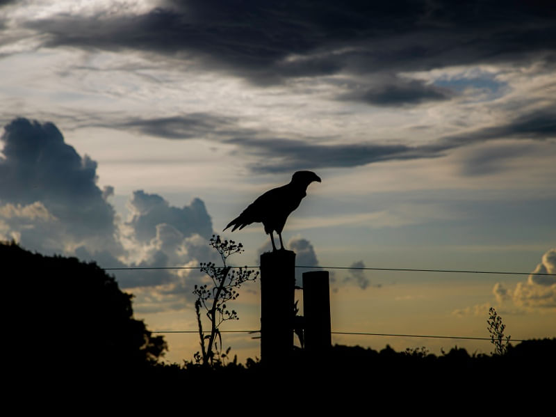 CÉU DE CARCARÁ