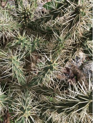 CACTOS SETE