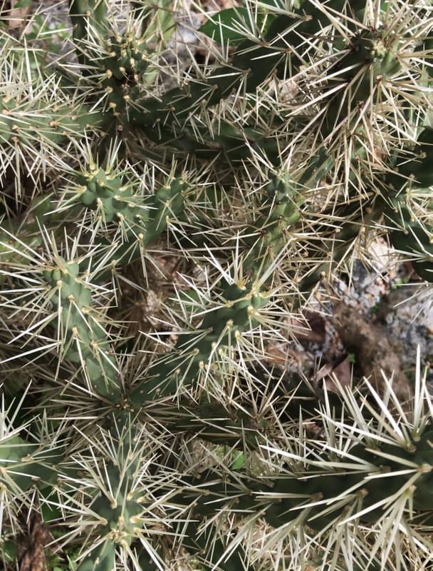 CACTOS SETE