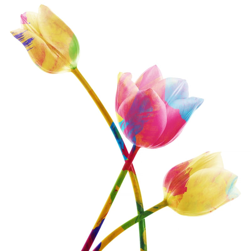 FLORES COLORFUL - 08B - Q