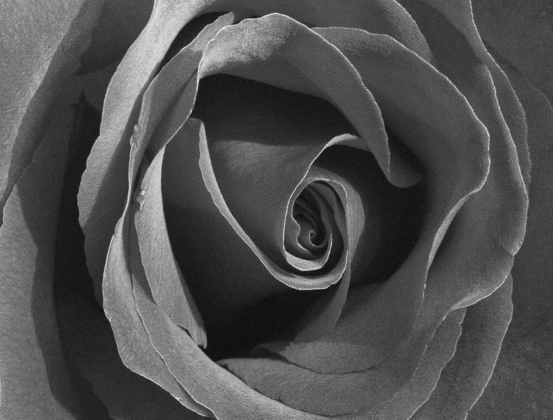 ROSA GRANULADA