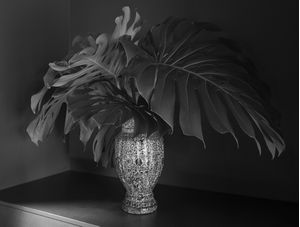 COSTELA DE ADÃO VASO