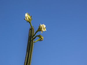 FLOR DO MANDACARU II