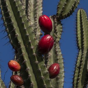 FRUTOS DO MANDACARU INDEPENDÊNCIA CE
