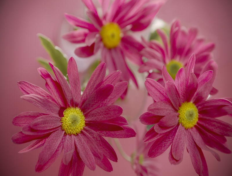 FLORES COLORIDAS 01