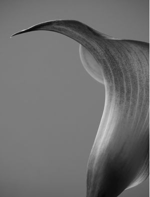 TULIPA 03