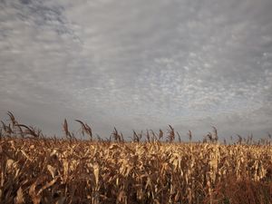 MILHARAL - PAISAGEM RURAL