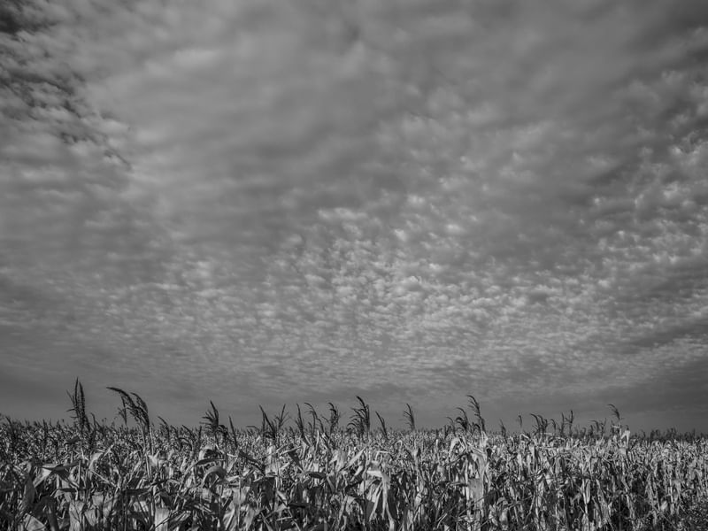 PAISAGEM NO CAMPO - MILHARAL