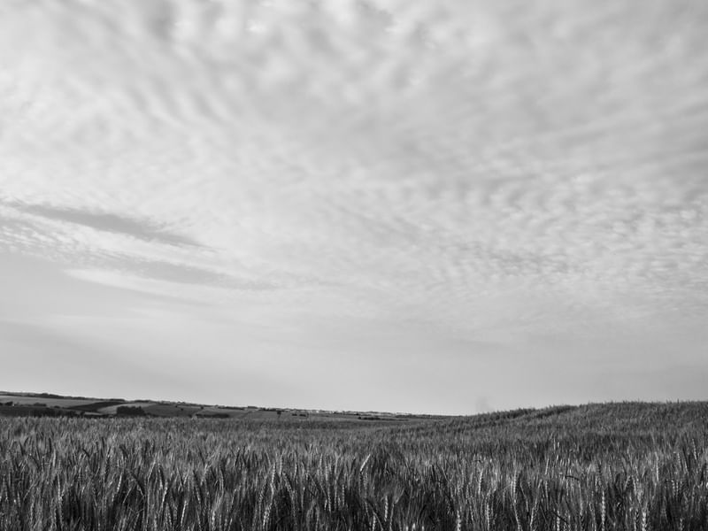 PAISAGEM - TRIGO I