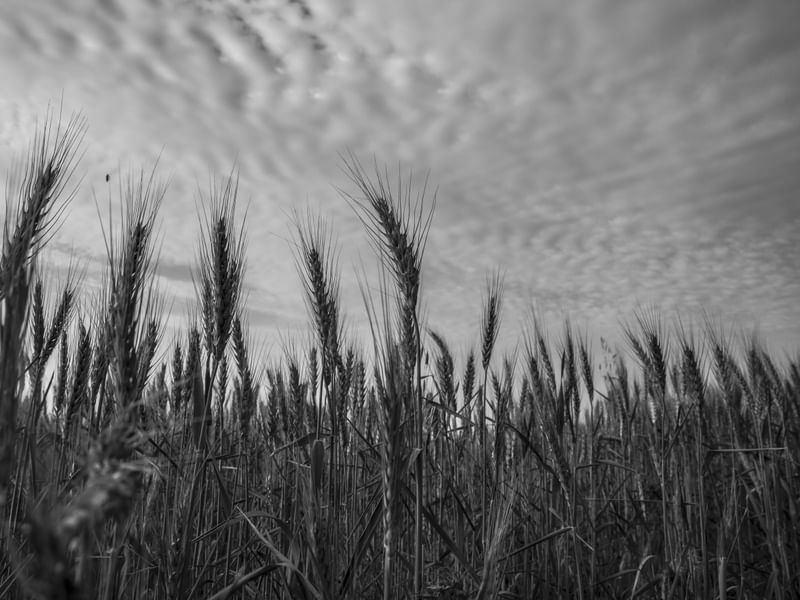 WHEAT 05