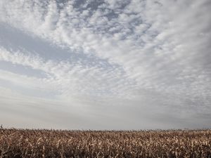 CORN FIELD
