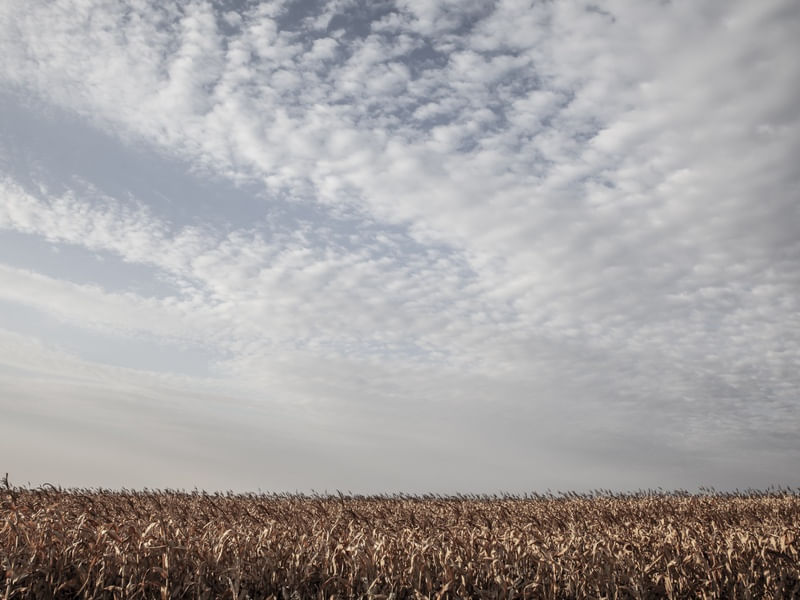 CORN FIELD