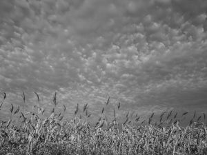 MILHARAL & NUVENS PB