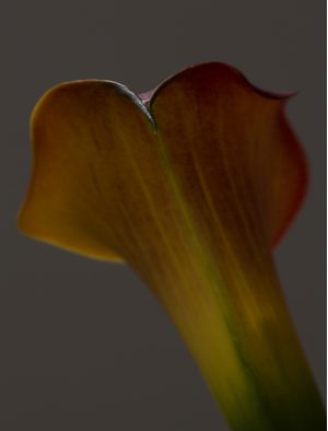 TULIPA UNDERNEATH