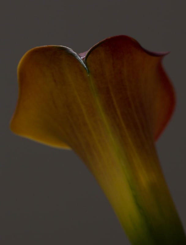 TULIPA UNDERNEATH