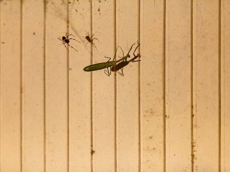 ARANHA CÉU