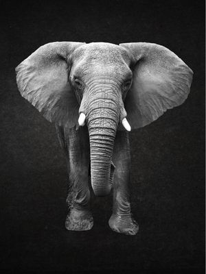 ELE PHANT