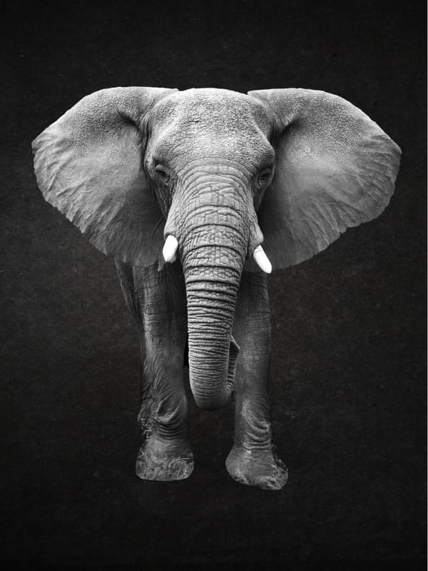 ELE PHANT