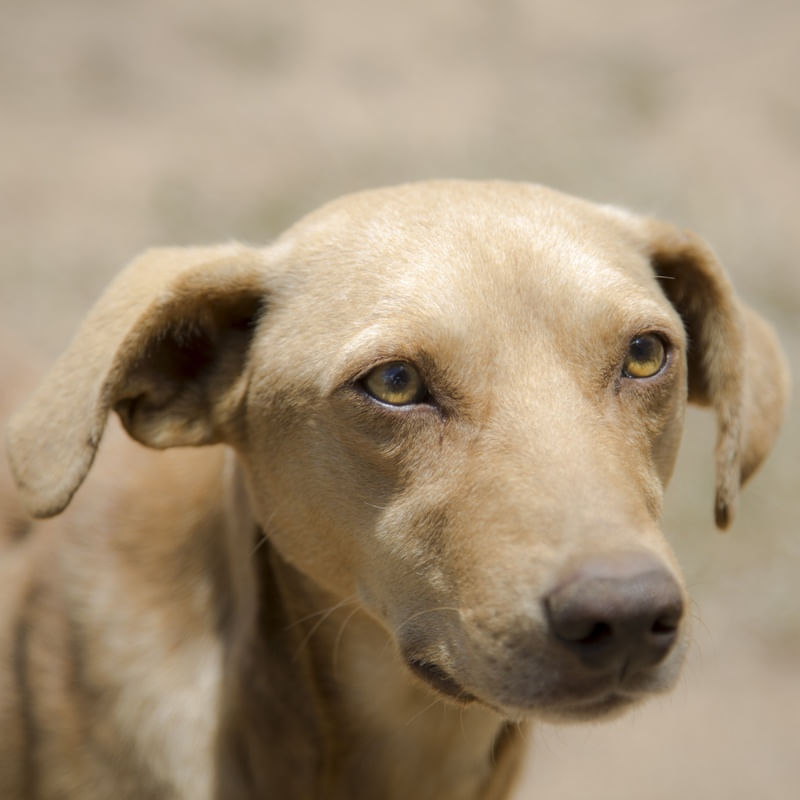 CACHORRO DE RUA II