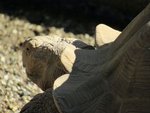 TURTLE FAU