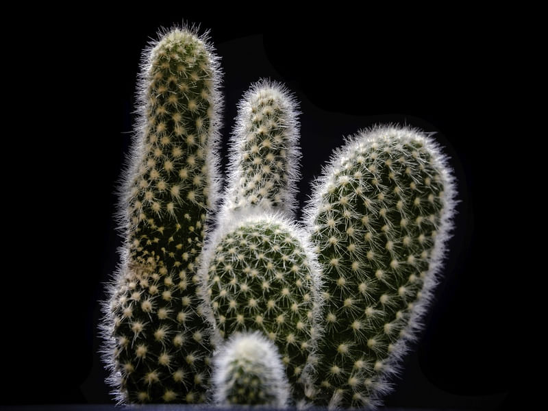 CACTUS BELO