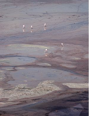 FLAMINGOS ANDINOS NO SALAR ATACAMENHO